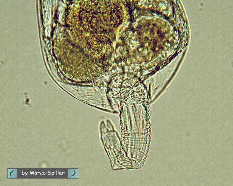 Brachionus da vicino: prima parte